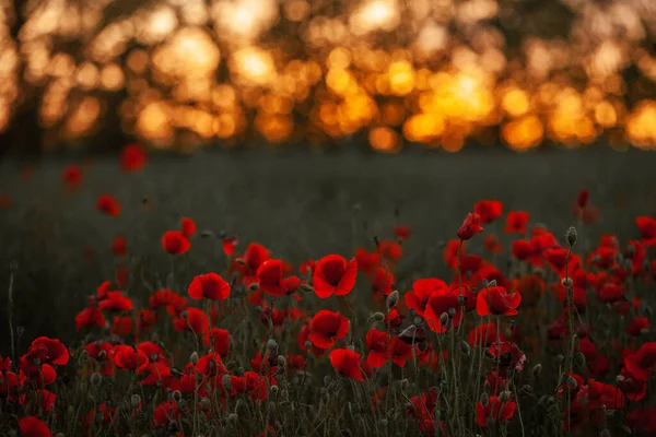 Hermoso Campo Amapolas Rojas Luz Del Atardecer Primer Plano Flores —  Fotos de Stock