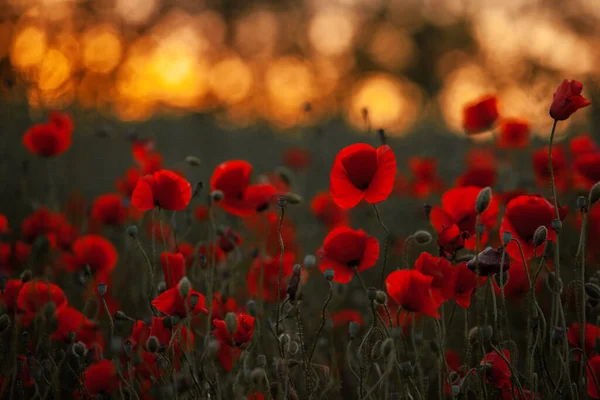 Прекрасне Поле Червоних Маків Під Час Заходу Сонця Крупним Планом — стокове фото