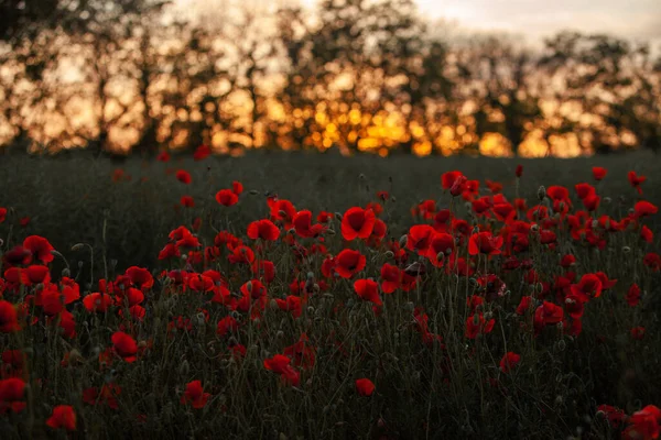 Прекрасне Поле Червоних Маків Під Час Заходу Сонця Крупним Планом — стокове фото