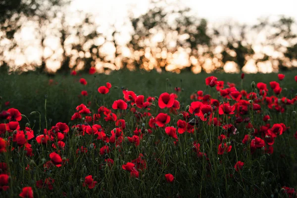 Belo Campo Papoilas Vermelhas Luz Pôr Sol Perto Flores Papoula — Fotografia de Stock