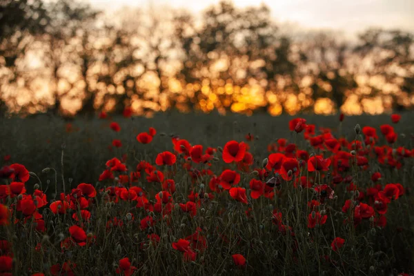 Belo Campo Papoilas Vermelhas Luz Pôr Sol Perto Flores Papoula — Fotografia de Stock