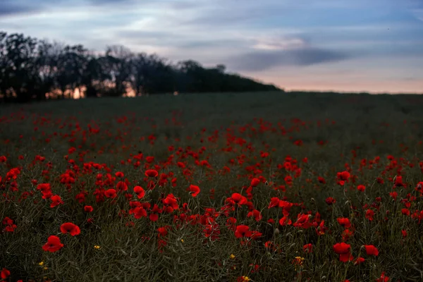 Belo Campo Papoilas Vermelhas Luz Pôr Sol Perto Flores Papoula — Fotografia de Stock