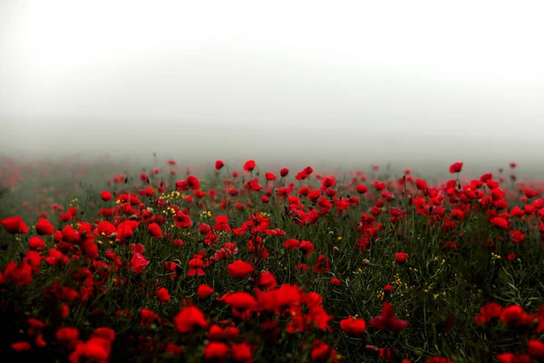 Belo Campo Papoilas Vermelhas Luz Pôr Sol Perto Flores Papoula — Fotografia de Stock