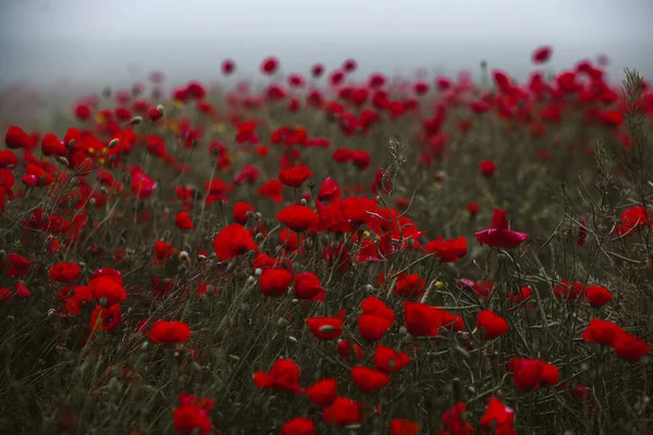 Hermoso Campo Amapolas Rojas Luz Del Atardecer Primer Plano Flores — Foto de Stock