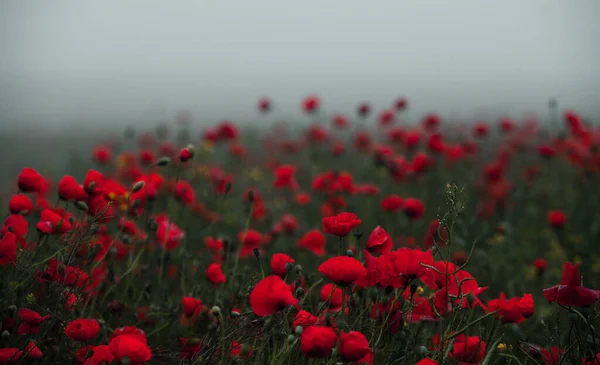 Hermoso Campo Amapolas Rojas Luz Del Atardecer Primer Plano Flores —  Fotos de Stock