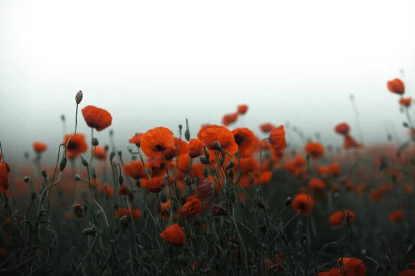 日没の光の中で赤いケシの美しいフィールド 赤いケシの花を畑に閉じ込めて 赤い花の背景 美しい自然 ロマンチックな赤い花 — ストック写真