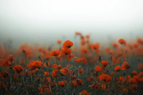 Wunderschönes Feld Roter Mohnblumen Licht Des Sonnenuntergangs Nahaufnahme Von Roten — Stockfoto