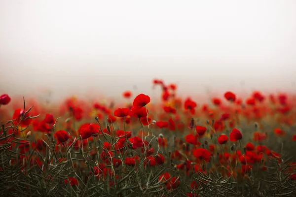 Wunderschönes Feld Roter Mohnblumen Licht Des Sonnenuntergangs Nahaufnahme Von Roten — Stockfoto