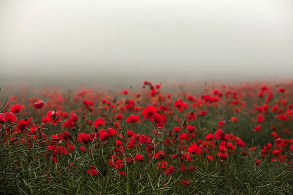 Hermoso Campo Amapolas Rojas Luz Del Atardecer Primer Plano Flores —  Fotos de Stock