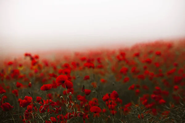 Hermoso Campo Amapolas Rojas Luz Del Atardecer Primer Plano Flores — Foto de Stock