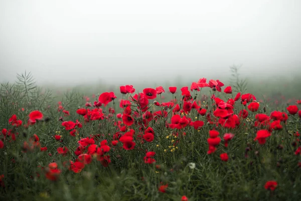 Hermoso Campo Amapolas Rojas Luz Del Atardecer Primer Plano Flores —  Fotos de Stock