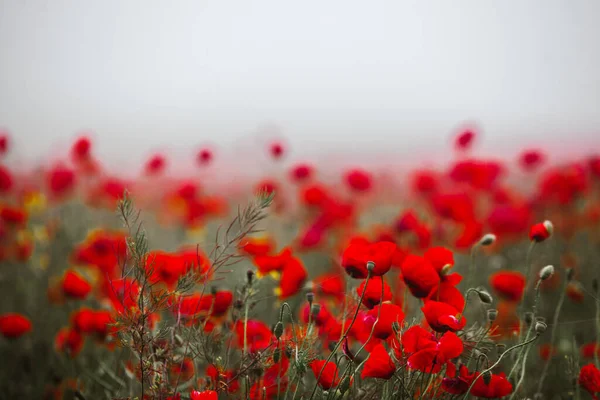 Hermoso Campo Amapolas Rojas Luz Del Atardecer Primer Plano Flores —  Fotos de Stock