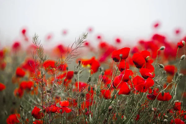 Hermoso Campo Amapolas Rojas Luz Del Atardecer Primer Plano Flores — Foto de Stock