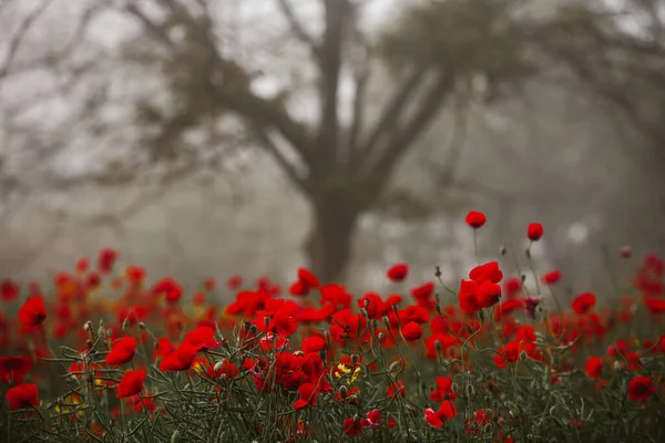 Hermoso Campo Amapolas Rojas Luz Del Atardecer Primer Plano Flores — Foto de Stock