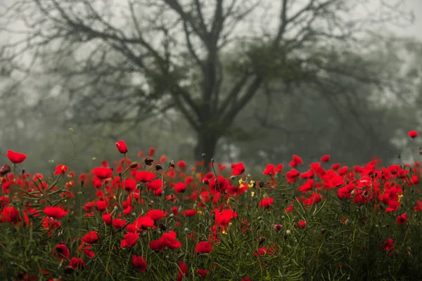 Belo Campo Papoilas Vermelhas Luz Pôr Sol Perto Flores Papoula — Fotografia de Stock