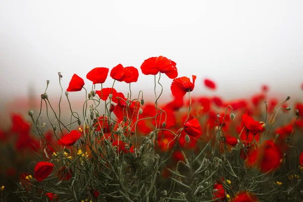 Hermoso Campo Amapolas Rojas Luz Del Atardecer Primer Plano Flores — Foto de Stock