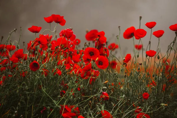 Hermoso Campo Amapolas Rojas Luz Del Atardecer Primer Plano Flores —  Fotos de Stock