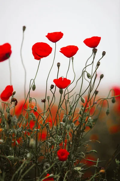 Wunderschönes Feld Roter Mohnblumen Licht Des Sonnenuntergangs Nahaufnahme Von Roten — Stockfoto