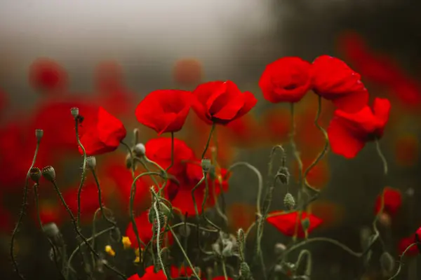 Hermoso Campo Amapolas Rojas Luz Del Atardecer Primer Plano Flores —  Fotos de Stock