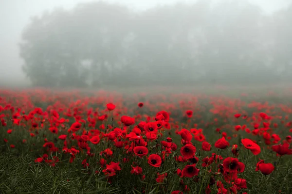 Hermoso Campo Amapolas Rojas Luz Del Atardecer Primer Plano Flores —  Fotos de Stock