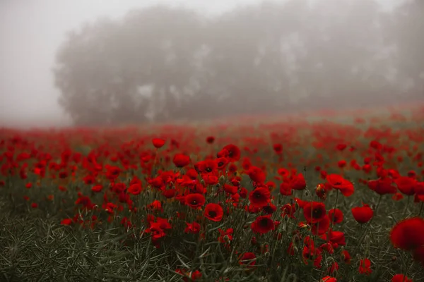Wunderschönes Feld Roter Mohnblumen Licht Des Sonnenuntergangs Nahaufnahme Von Roten — Stockfoto