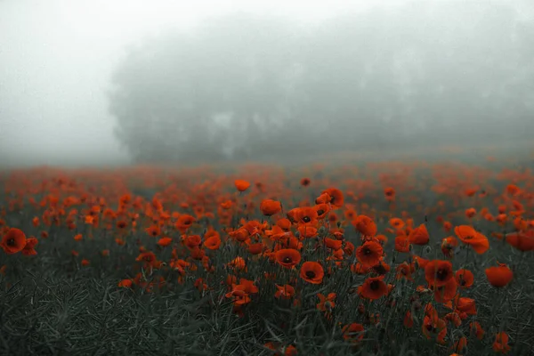 日没の光の中で赤いケシの美しいフィールド 赤いケシの花を畑に閉じ込めて 赤い花の背景 美しい自然 ロマンチックな赤い花 — ストック写真