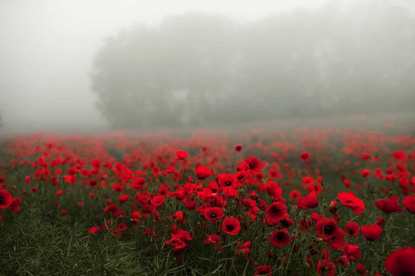 Wunderschönes Feld Roter Mohnblumen Licht Des Sonnenuntergangs Nahaufnahme Von Roten — Stockfoto