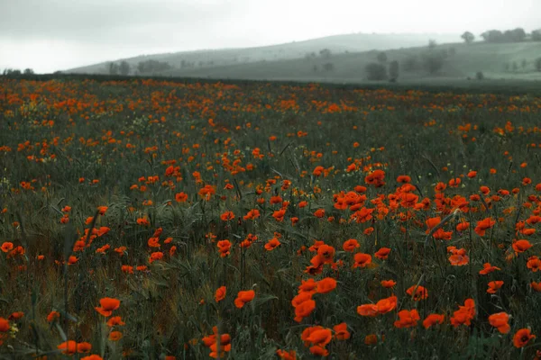 Hermoso Campo Amapolas Rojas Luz Del Atardecer Primer Plano Flores —  Fotos de Stock