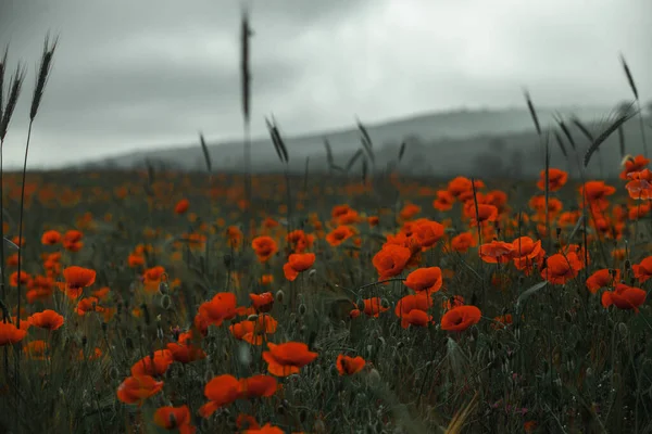 Belo Campo Papoilas Vermelhas Luz Pôr Sol Perto Flores Papoula — Fotografia de Stock