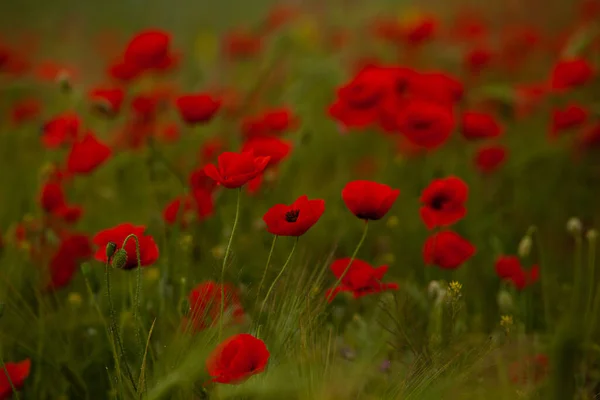 Hermoso Campo Amapolas Rojas Luz Del Atardecer Primer Plano Flores — Foto de Stock