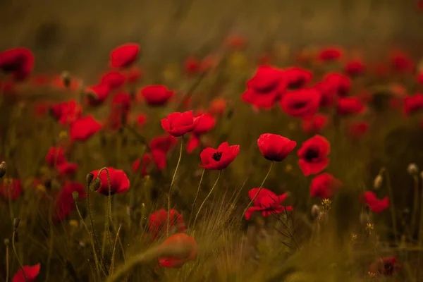 Hermoso Campo Amapolas Rojas Luz Del Atardecer Primer Plano Flores —  Fotos de Stock