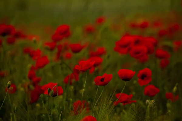 Hermoso Campo Amapolas Rojas Luz Del Atardecer Primer Plano Flores — Foto de Stock