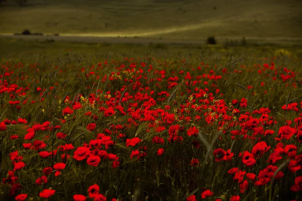 Hermoso Campo Amapolas Rojas Luz Del Atardecer Primer Plano Flores — Foto de Stock