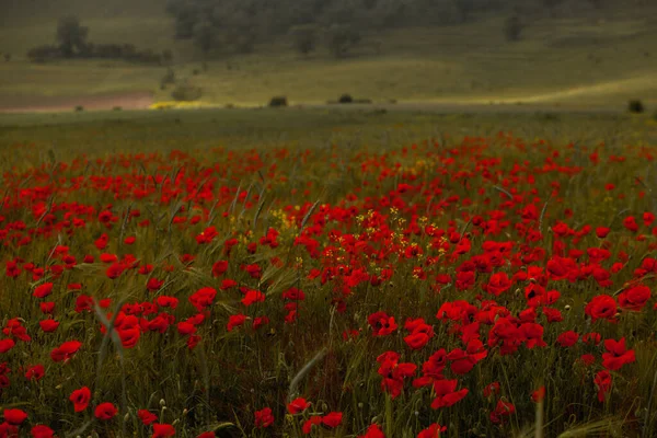 Красивое Поле Красных Маков Закатном Свете Закрыть Красные Цветы Мака — стоковое фото