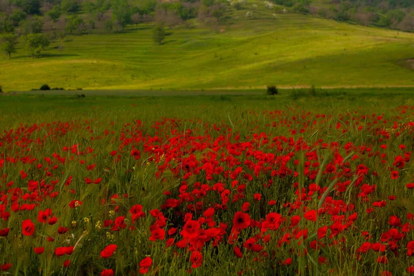 Hermoso Campo Amapolas Rojas Luz Del Atardecer Primer Plano Flores —  Fotos de Stock