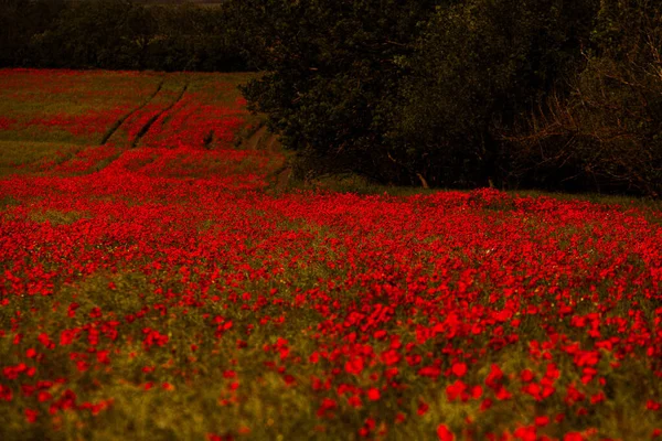 Belo Campo Papoilas Vermelhas Luz Pôr Sol Perto Flores Papoula — Fotografia de Stock