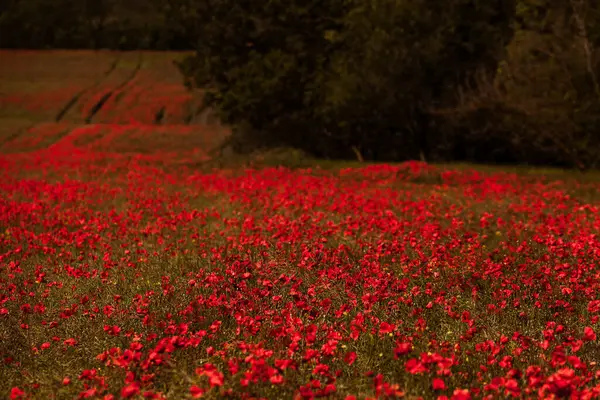 Belo Campo Papoilas Vermelhas Luz Pôr Sol Perto Flores Papoula — Fotografia de Stock