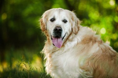Labrador av köpeği. Çimlerin üzerinde Golden retriever köpeği. Gelincik çiçekli sevimli köpek.. 