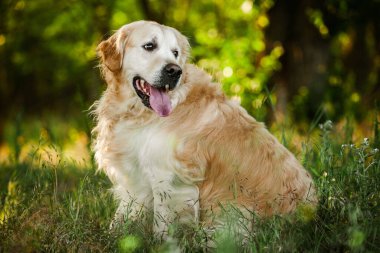Labrador av köpeği. Çimlerin üzerinde Golden retriever köpeği. Gelincik çiçekli sevimli köpek.. 