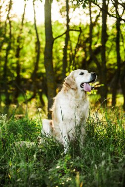 Labrador av köpeği. Çimlerin üzerinde Golden retriever köpeği. Gelincik çiçekli sevimli köpek.. 