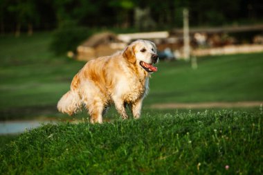 Labrador av köpeği. Çimlerin üzerinde Golden retriever köpeği. Gelincik çiçekli sevimli köpek.. 