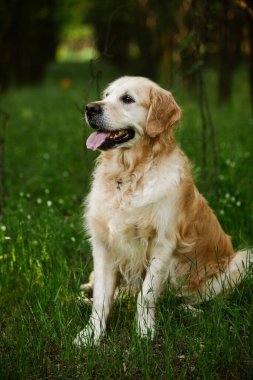 Labrador av köpeği. Çimlerin üzerinde Golden retriever köpeği. Gelincik çiçekli sevimli köpek.. 