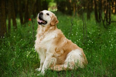 Labrador av köpeği. Çimlerin üzerinde Golden retriever köpeği. Gelincik çiçekli sevimli köpek.. 