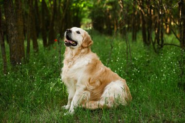 Labrador av köpeği. Çimlerin üzerinde Golden retriever köpeği. Gelincik çiçekli sevimli köpek.. 
