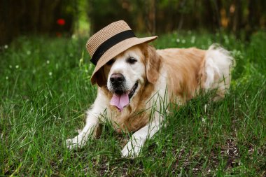 Labrador av köpeği. Çimlerin üzerinde Golden retriever köpeği. Gelincik çiçekli sevimli köpek.. 