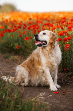 Labrador av köpeği. Çimlerin üzerinde Golden retriever köpeği. Gelincik çiçekli sevimli köpek.. 