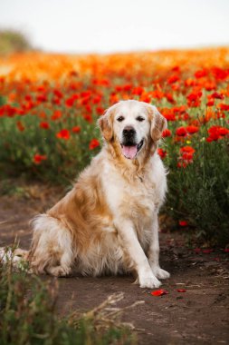 Labrador av köpeği. Çimlerin üzerinde Golden retriever köpeği. Gelincik çiçekli sevimli köpek.. 