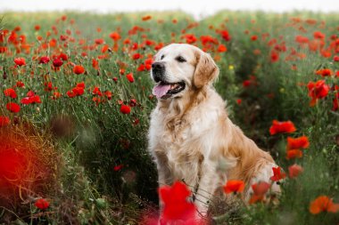Labrador av köpeği. Çimlerin üzerinde Golden retriever köpeği. Gelincik çiçekli sevimli köpek.. 