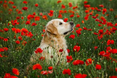 Labrador av köpeği. Çimlerin üzerinde Golden retriever köpeği. Gelincik çiçekli sevimli köpek.. 