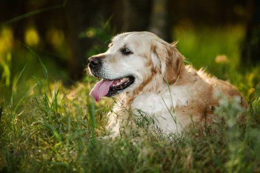 Labrador av köpeği. Çimlerin üzerinde Golden retriever köpeği. Gelincik çiçekli sevimli köpek.. 